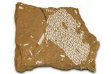 Ordovician Kukersite Oil Shale with Bryozoan Fossils - Russia #368946-1